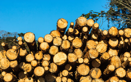 A closeup shot of stacked logs under the sunlight