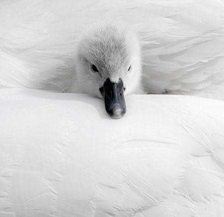 A closeup shot of a baby swan sitting in her mother's feathersの写真素材