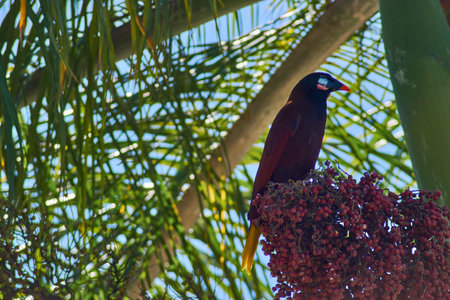 A closeup shot of a perched tropical bird in the greenery