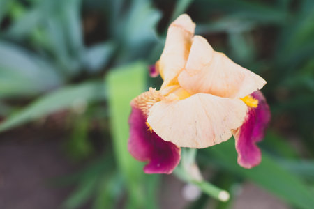 A closeup of delicate yellow and purple iris flower on blurred leaves backgroundの写真素材