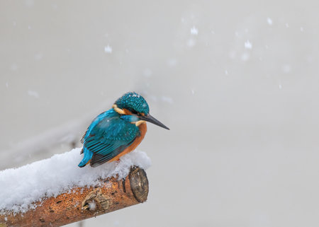 A closeup shot of a common kingfisher bird on a snowy branchの写真素材