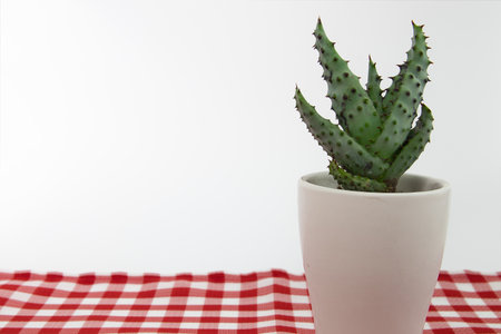 A green succulent plant with spikes on red checkered clothの写真素材