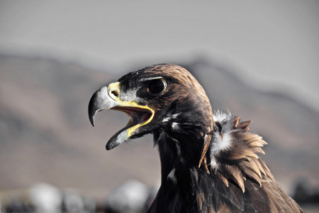 A closeup shot of a black feathered eagle on a blurred background