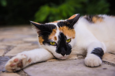 A closeup of a calico cat lying on the ground with a blurred backgroundの写真素材