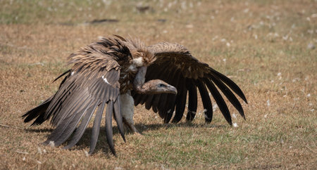 A beautiful shot of a vulture flying near a fieldの写真素材