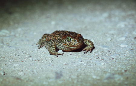 An orange and green Natterjack toad standing on a groundの写真素材