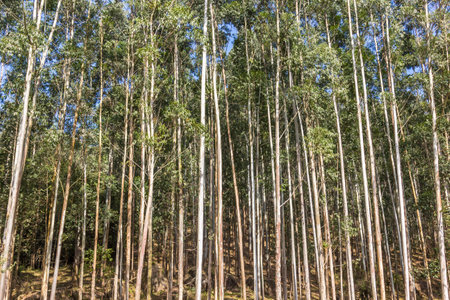 A low angle shot of eucalyptus trees in a forestの写真素材