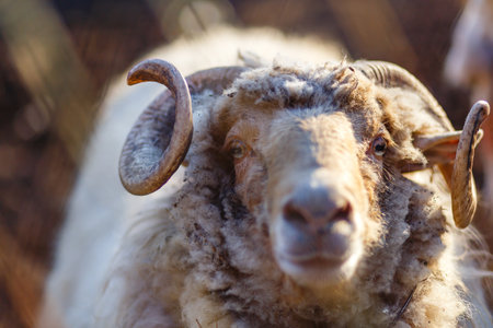 A portrait of a cute white sheepの写真素材