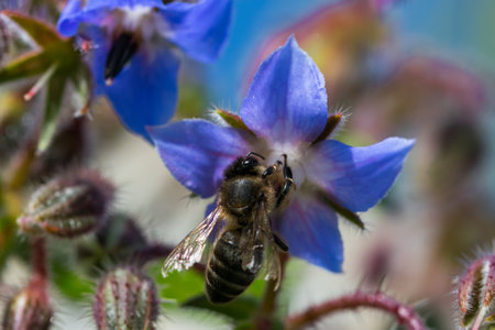 A shallow focus of a bee collecting pollen from a borage flowerの写真素材