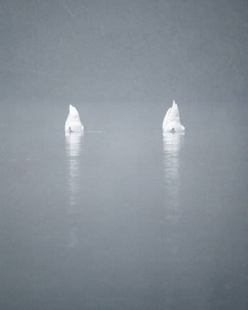 A vertical shot of two seagulls on seaの写真素材