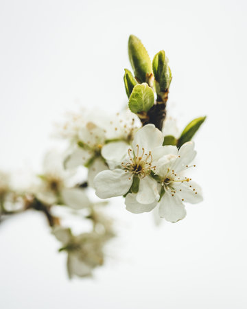 A vertical shot of a white cherry blossom tree branch isolated on a white backgroundの写真素材
