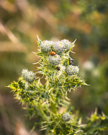 A selective focus of a flower with ladybirds on itの写真素材