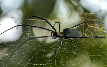 A macro shot of a huge terrifying spider with horrific long legs on its web with blurred bokeh...