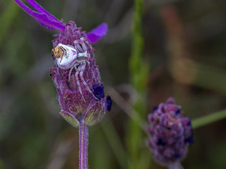 A closeup shot of a beautiful crab spider on the purple-flowered plantの写真素材