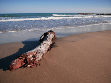 A closeup shot of a sandy beach with a big wooden piece on the shoreの写真素材