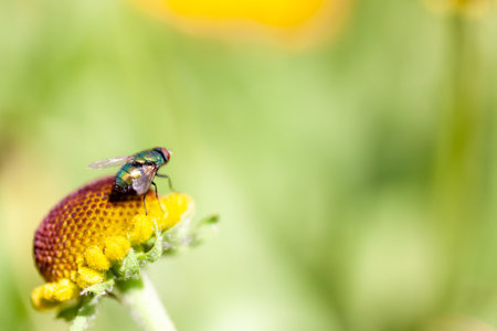 A macro shot of a fly on a yellow flowerの写真素材