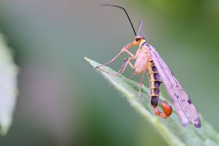 The macro of common scorpionfly (Panorpa communis) on leafの写真素材
