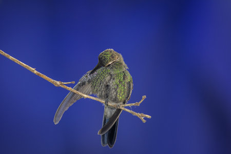 A hummingbird perched on a tree branch on blue backgroundの写真素材