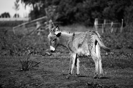 A grayscale shot of a cute baby donkey in nature