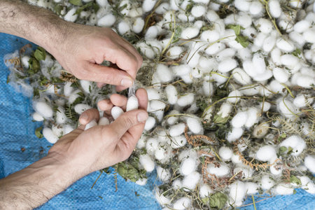 Male hands removing extra fibers from white silkworm cocoon shells
