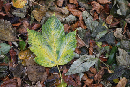 A closeup shot of an autumn leaf on a forest floorの写真素材