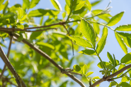 A low angle shot of bright leaves on tree branches with sunlight shining on them under a clear sky