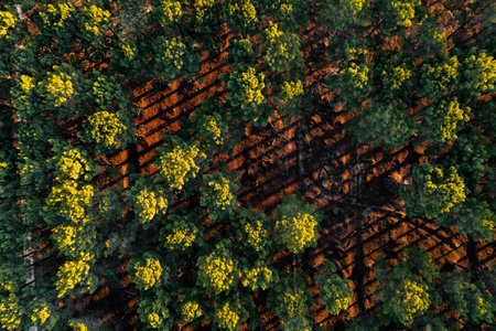 An aerial view of high trees with green leaves in the forest
