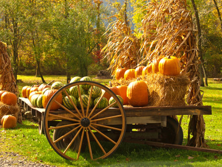 Farm with wagon full of pumpkins, melons and gourds in autumnの写真素材