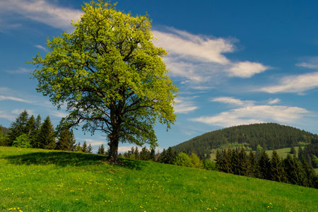 A closeup shot of a growing tree in a greenery-covered hill