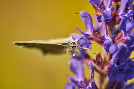 A butterfly on sage steppe flowerの写真素材