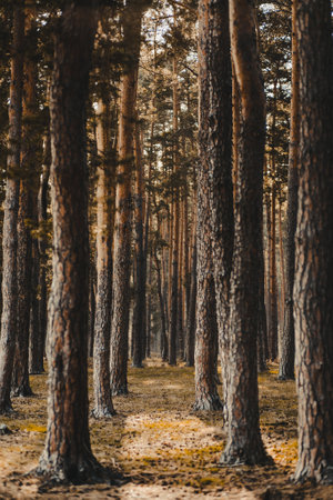 A vertical shot of a forest covered in tall bare treesの写真素材