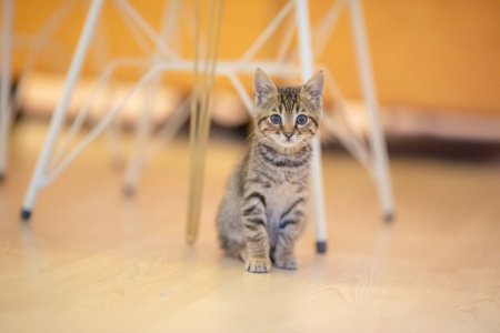 A selective focus shot of an adorable striped kitten with an attentive look sitting on the floorの写真素材