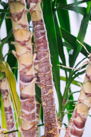 A vertical shot of yucca branches and leaves with a blurry backgroundの写真素材