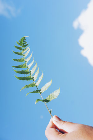 A vertical shot of a person holding fern leaves over the sky
