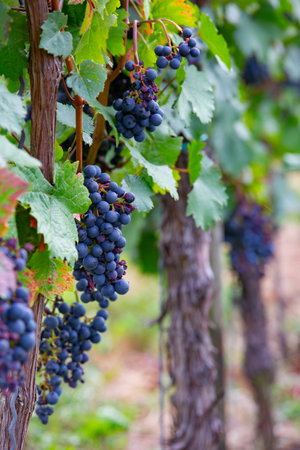 bunch of ripe red grapes with green leaves in the sunの写真素材