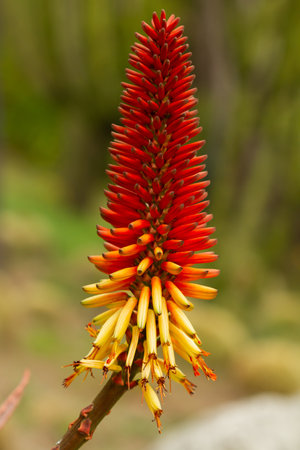 A vertical shot of blooming Bitter aloe plantの写真素材