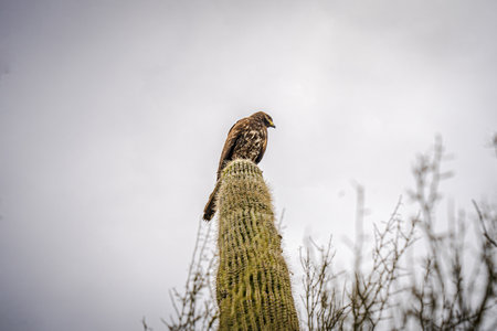 The image shows a Harris Hawk from below sitting on a Saguaro cactus in the Sonoran desert of Arizonaの写真素材