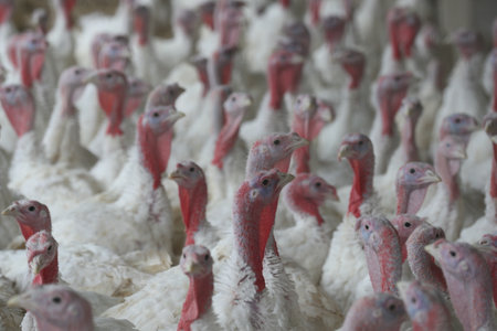 A group of Broilers on the farmの写真素材