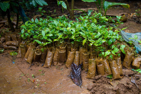 Coffee farm in Can Tho Mekong river area in Vietnam. Coffee trees and coffee beans.の写真素材