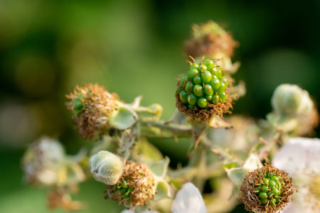 A selective focus shot of unripe green blackberries on the bushの写真素材