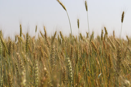 A ripe wheat farm field for harvestingの写真素材