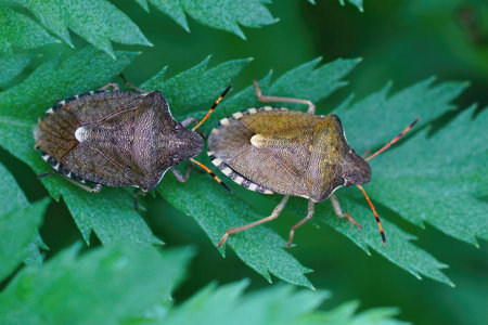 A closeup shot of 2 vernal shieldbugs, Peribalus strictus on leaves of a Tansy Tanacetum vulgareの写真素材
