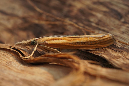 A selective focus of a micro moth on a piece of woodの写真素材