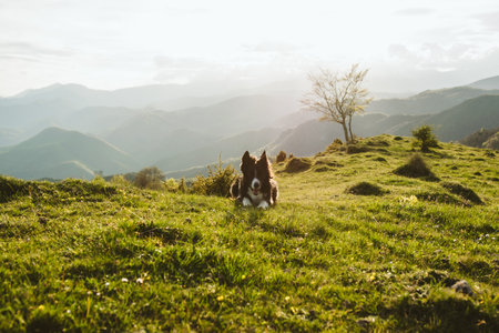 A closeup shot of a border collie in an open field with mountains in the backgroundの写真素材