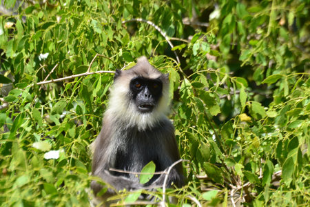 A small Silvery lutung in its natural habitat in summer