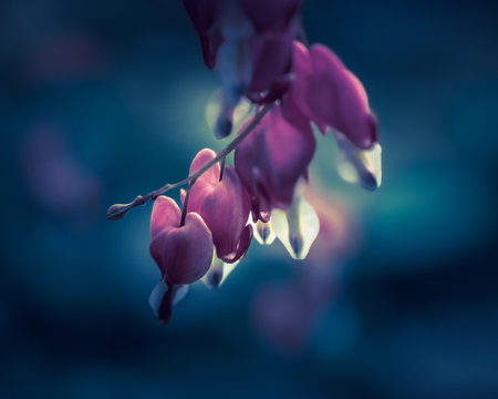 A closeup shot of beautiful purple Dicenter flowers on a bright blurred backgroundの写真素材