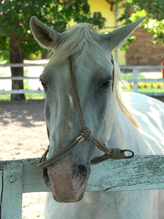A closeup of the head of a white horse behind a wooden fenceの写真素材