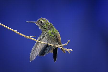 A closeup shot of a hummingbird perched on a tree branch on a blurred backgroundの写真素材