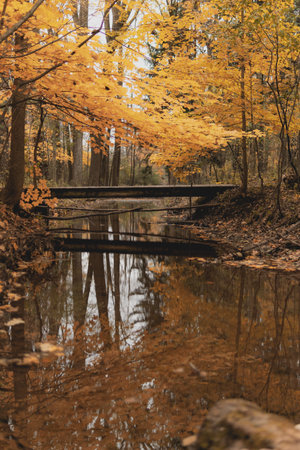 A vertical shot of a reflective river with yellow trees in the forest in autumnの写真素材