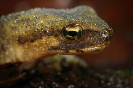 A macro shot of the head of a female Carpathian newt (Lissotriton montandoni)の写真素材